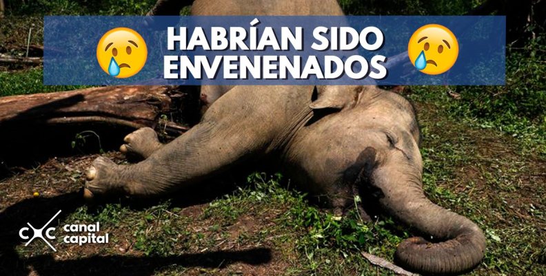 elefantes-envenenados-kenia elefantes-envenenados-kenia