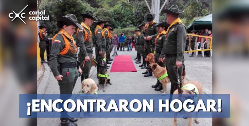 perros-hogar-jubilados perros-hogar-jubilados