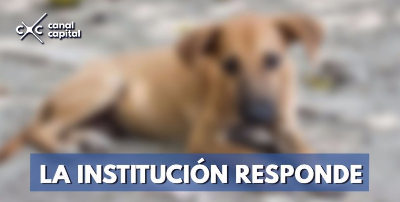 perro perro