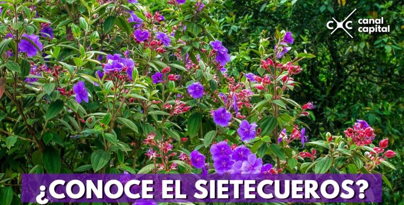 sietecueros-arbol-bogota