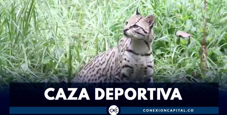 Corte decidirá futuro de la caza deportiva Corte decidirá futuro de la caza deportiva