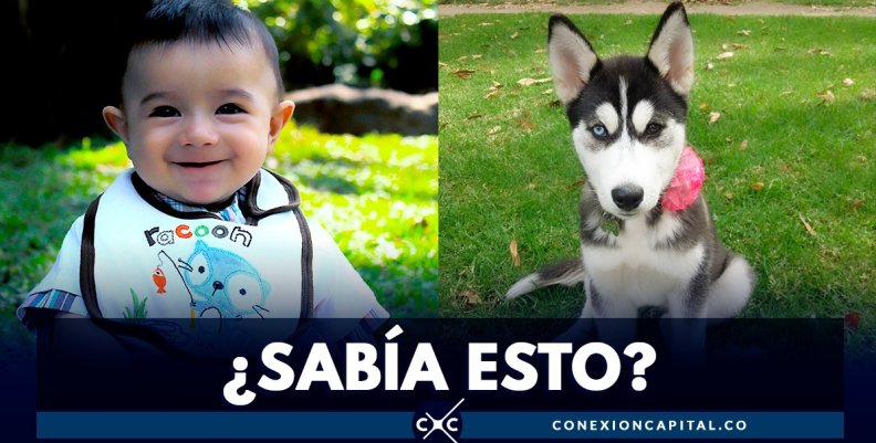 Mascotas Mascotas