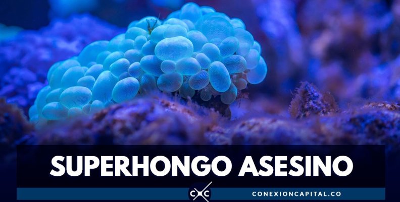 candida-auris-hongo-asesino candida-auris-hongo-asesino