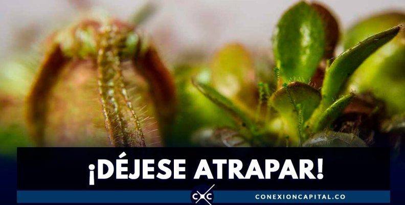exposicion-carnivoras exposicion-carnivoras