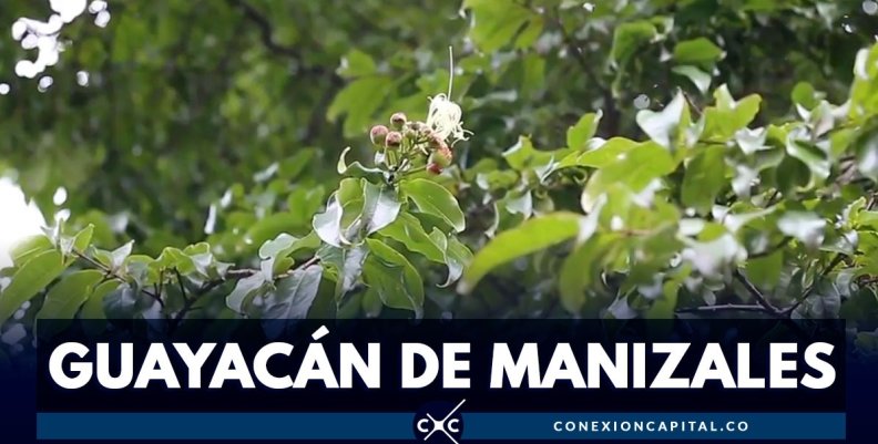 Guayacán de Manizales Guayacán de Manizales