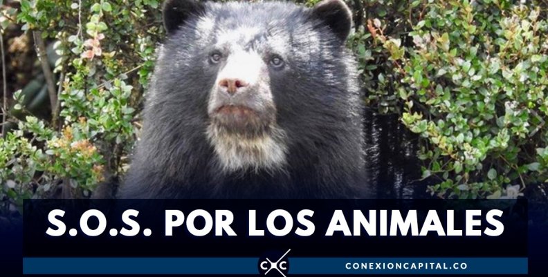 Oso Andino Oso Andino