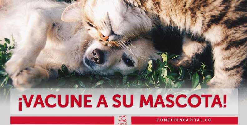 Vacunación de mascotas Vacunación de mascotas