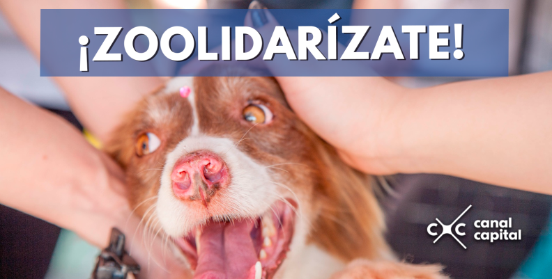 zoolidarizate zoolidarizate