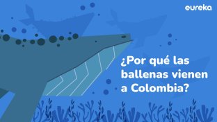 Ballenas jorobadas colombia