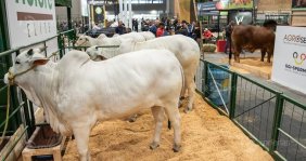 Agroexpo - Corferias