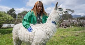 Cuidado de llamas - Alcaldía Mayor de Bogotá