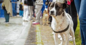 Perros traído de una correa por una persona