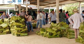 De pura cepa - Canal Capital