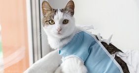 Jornada de esterilización para mascotas