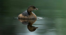 El pato zambullidor andino