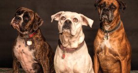 Tres perros sentados, uno al lado del otro 