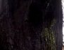 arbol