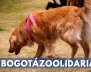 #BOGOTÁZOOLIDARIA