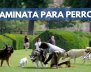 CAMINATA-PERROS