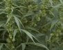Cannabis_