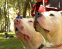 Perros