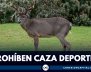 Corte Constitucional prohíbe la caza deportiva en Colombia