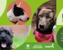 Adopción de perros en Bogotá.