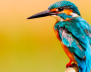 FAUNA SILVESTRE