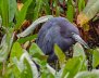 garza azul