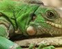 Twitter: Secretaría de Ambiente
