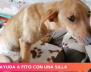 Fito el perrito.