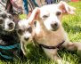 Se construirá en Bosa el Hospital Veterinario.