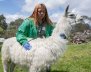 Cuidado de llamas - Alcaldía Mayor de Bogotá