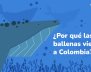 Ballenas jorobadas colombia