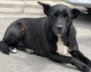 Perro de pelaje negro sentado en la acera
