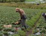 Dos campesinos en medio de un cultivo recogiendo la cosecha