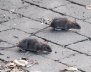 Ratones en Bogotá