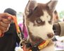 Perro de color gris sujetado al collar de su dueño