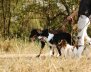 'El encantador de perros'