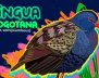 Tingua Bogotana
