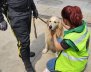 Canino de seguridad