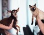Perro y gato 