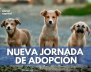 Nueva-jornada-de-adopción