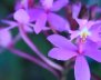 orquideascolombianas