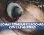 paloma-alergias