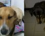 Perritos