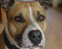 Pitbull - Adopción