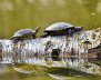 El 61% de las especies de tortugas está amenazado