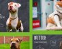 Perros y gatos en adopción