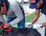 vacunación mascotas rabia